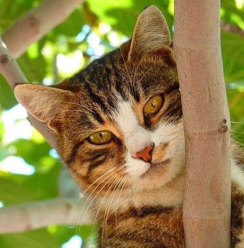 gatto ecografia