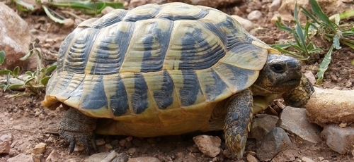 http://www.animalcare.ud.it/wp-content/uploads/2018/06/Webp.net-resizeimage-12-2-500x230.jpg