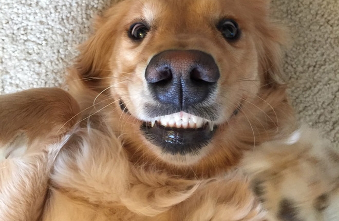 cane sorridente