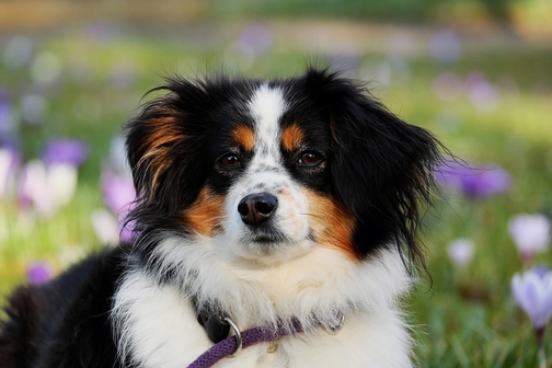 cane per jasmine