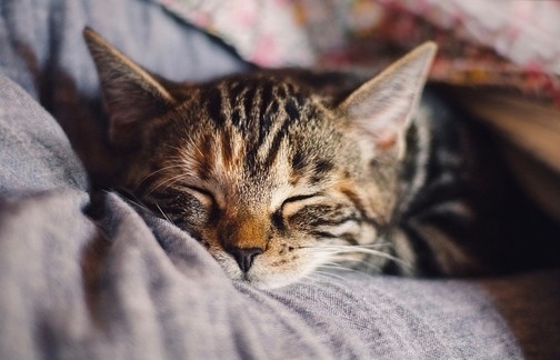 gatto fa le fusa