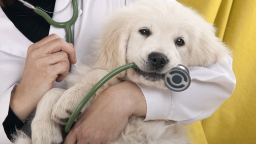 cane alternanza scuola lavoro
