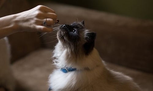 http://www.animalcare.ud.it/wp-content/uploads/2019/07/Webp.net-resizeimage-14-2-copy-500x300.jpg
