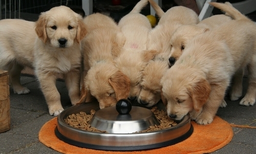 cuccioli che mangiano