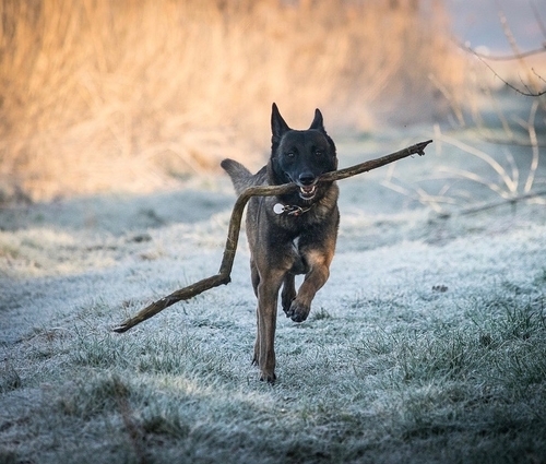 http://www.animalcare.ud.it/wp-content/uploads/2019/07/Webp.net-resizeimage-14-4-500x425.jpg
