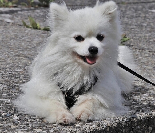 cane al guinzaglio