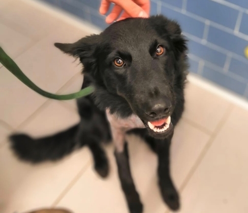 happy dog - luna