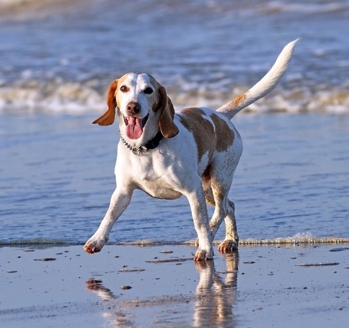 cane nell'acqua che gioca felice