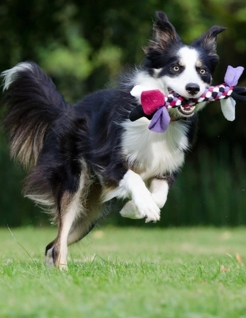 https://www.animalcare.ud.it/wp-content/uploads/2019/04/Webp.net-resizeimage-11-copy-500x645.jpg