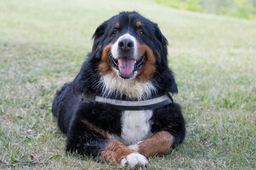cane seduto con la lingua fuori
