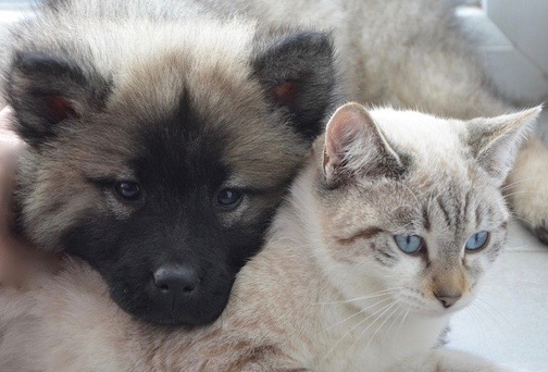 cane e gatto stressati