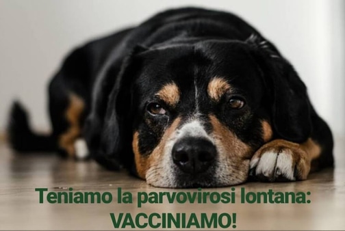 parvovirosi