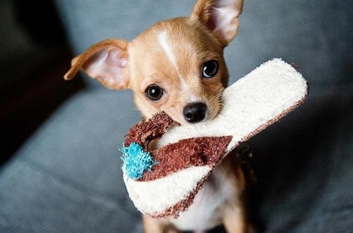 cane possessivo