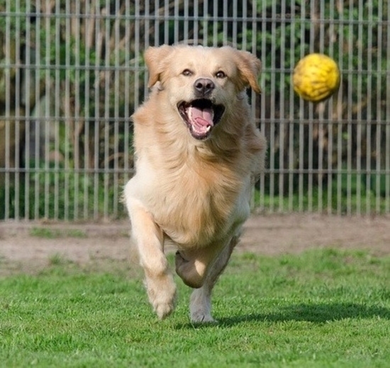 https://www.animalcare.ud.it/wp-content/uploads/2019/07/Webp.net-resizeimage-11-2-550x520.jpg