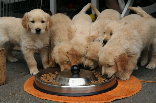 cuccioli che mangiano