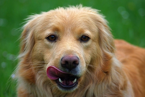 pulizia orecchie cane