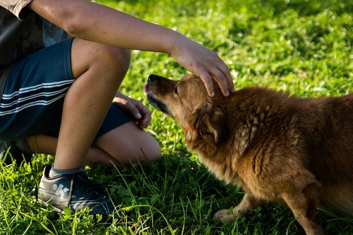 cane che si fa accarezzare