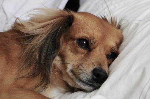 sad dog