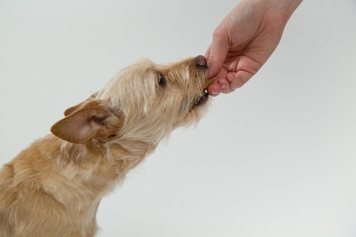 dog eating from owner`s hand