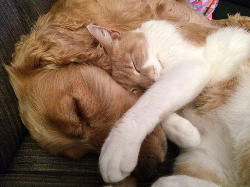 cat and dog hugging each other
